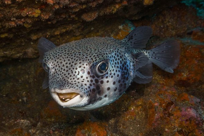 2 Dives, Certified Divers - Tenerife - Key points to know before booking