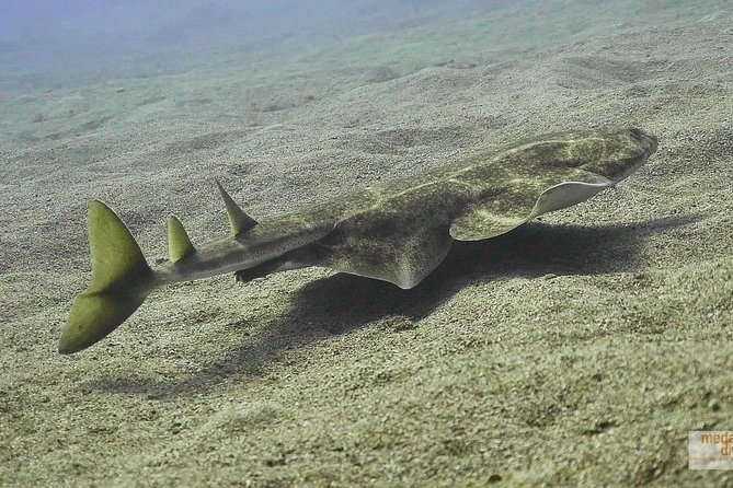 2 Dives, Certified Divers - Tenerife - Starting at 8:30 in El Médano