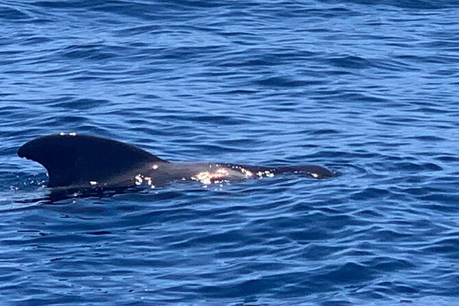 2 hour trip to see whales dolphins puerto colon adeje - Small-group comfort and onboard extras