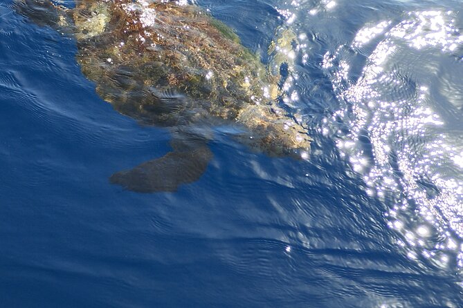 2 hour trip to see whales dolphins puerto colon adeje - Is $43.45 a fair price?