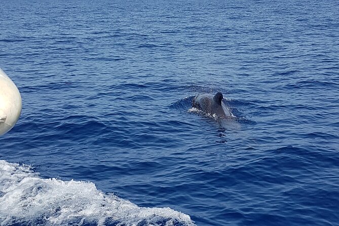 2 hour trip to see whales dolphins puerto colon adeje - Who will enjoy this two-hour trip?