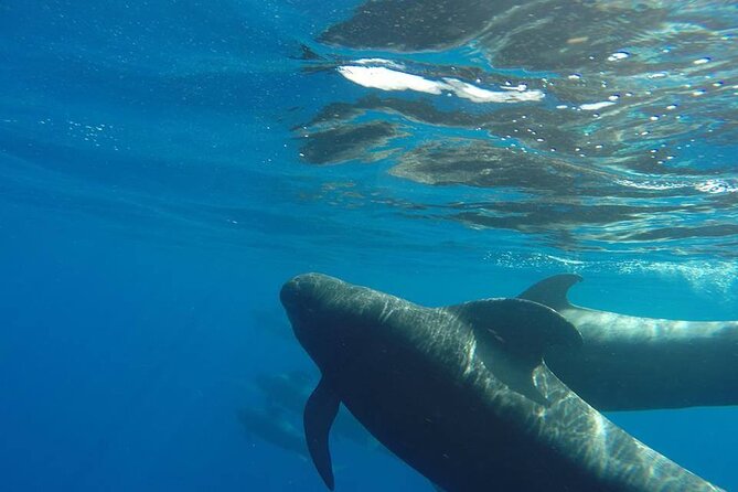 2 hour trip to see whales dolphins puerto colon adeje - What the crew adds to the outing