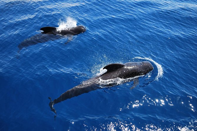 2h Viking Cruise Whales & Dolphins Watching - A Viking theme that works for children and adults