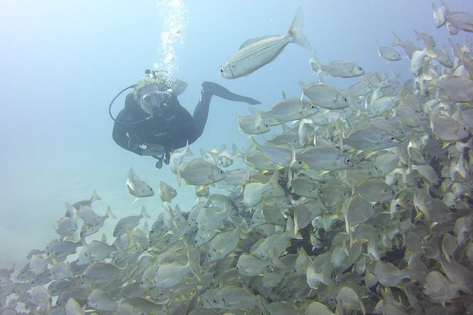 2x diving package, on request including refreshment - Two sessions, one full look at Costa Adeje’s underwater world