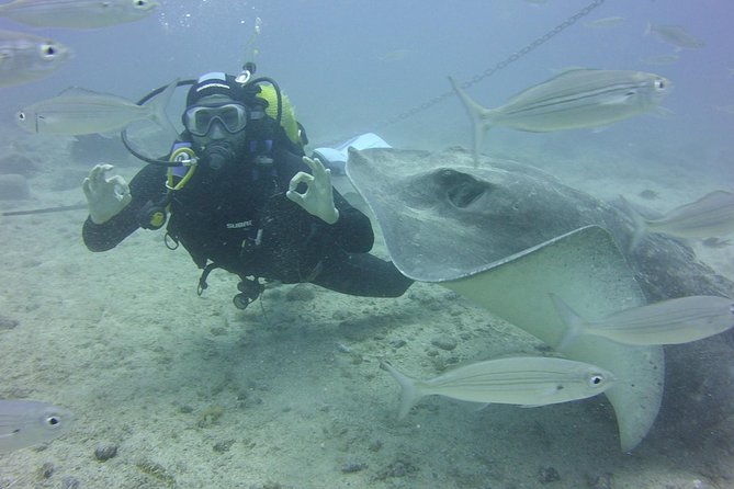 2x diving package, on request including refreshment - Why the small group matters underwater