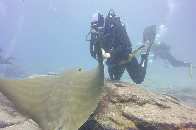 2x diving package, on request including refreshment - Equipment rental makes the $168.03 price easier to judge