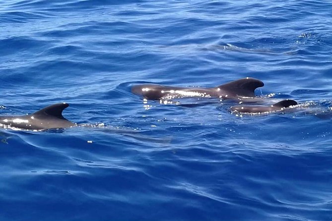 3-Hour Boat Trip from Costa Adeje in Tenerife - Searching for dolphins and pilot whales