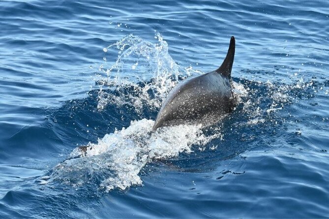 3-Hour Cetacean Watching and Snorkeling Tour in Tenerife - Key points to know before booking