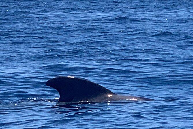 3-hour excursion to Puerto Colón Adeje to see whales - A cove for swimming and snorkeling