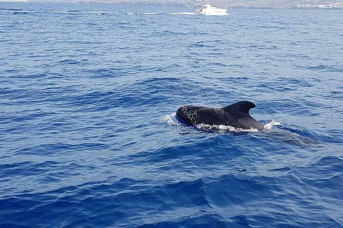 3-hour excursion to Puerto Colón Adeje to see whales - Small group versus a large catamaran