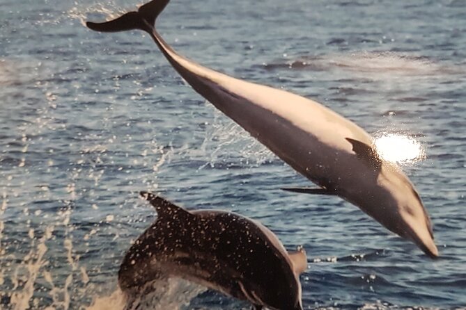 3-hour excursion to Puerto Colón Adeje to see whales - Who should book this experience