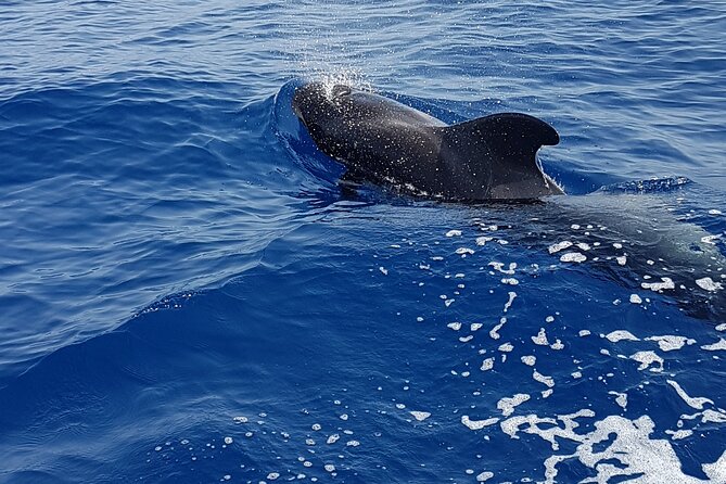 3-hour excursion to Puerto Colón Adeje to see whales - Meeting the boat at Puerto Colón