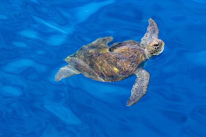 3 Hours All Inclusive Whale and Dolphin Whatching Yacht Trip - What the three-hour timing means