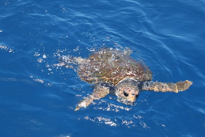 3-Hours Shared Tour to Accessible Boat en Canary Island - Who will get the most from this boat trip