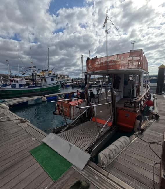 3H Shared Barrier-Free Cruise with Turtles Dolphins & Whales - Key points to know before booking