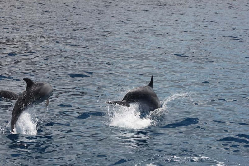 3H Shared Barrier-Free Cruise with Turtles Dolphins & Whales - Guaza Fish Farm and the first wildlife search