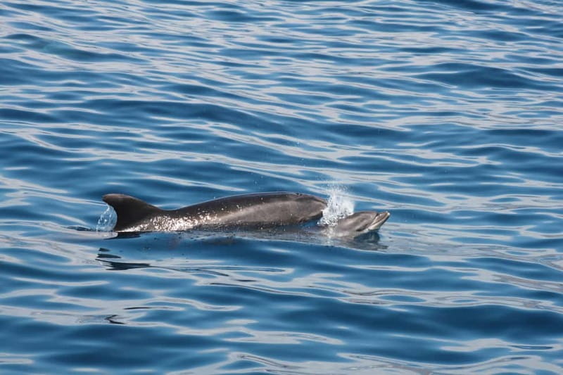 3H Shared Barrier-Free Cruise with Turtles Dolphins & Whales - Lover’s Cave and the coastal pause