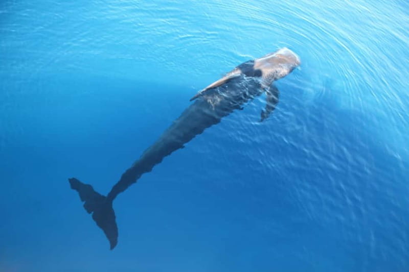 3H Shared Barrier-Free Cruise with Turtles Dolphins & Whales - Las Vistas Bay for swimming and snorkeling