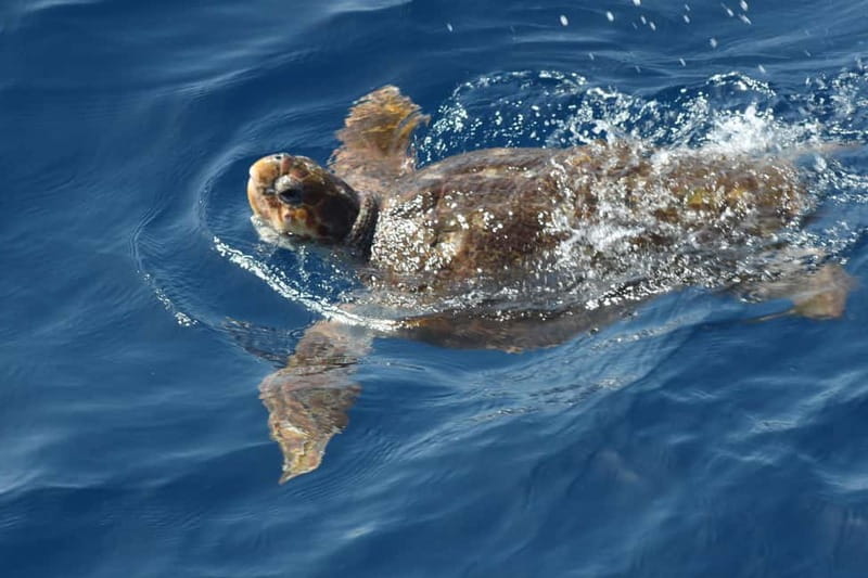 3H Shared Barrier-Free Cruise with Turtles Dolphins & Whales - Food, drinks, and space on board