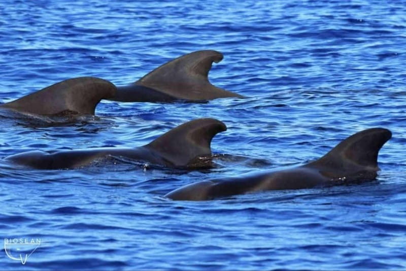 3h Whale Watching Private tour Beneteau Oceanis 440 - Food, language and the private-group feel