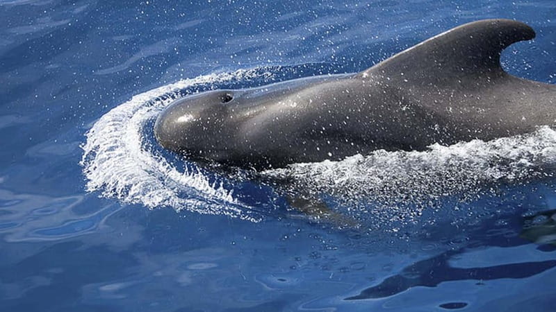 3h Whale Watching Share Tour Beneteau Oceanis 440 - Key points to know before booking