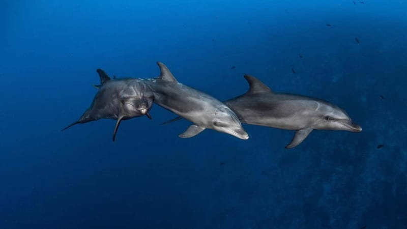 3h Whale watching Share Tour Costa Adeje Lina7 Mizendoha - Key points to know before booking