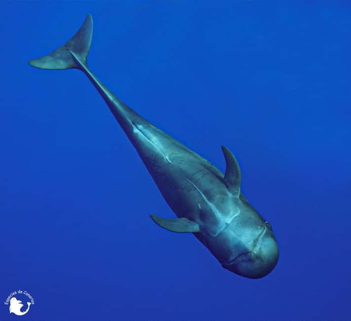 3h Whale watching Share Tour Costa Adeje Lina7 Mizendoha - Snacks, drinks, and the value at $65