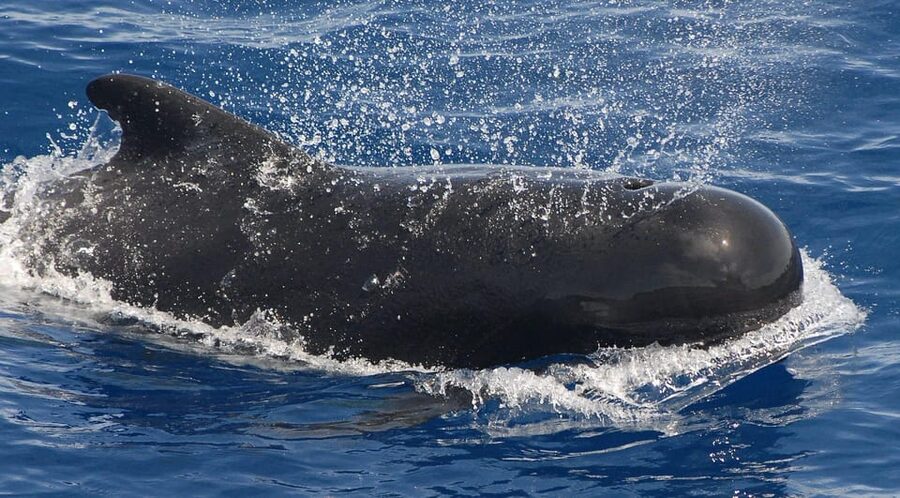 3h Whale watching Share Tour Costa Adeje Lina7 Mizendoha - How much will you learn about pilot whales?
