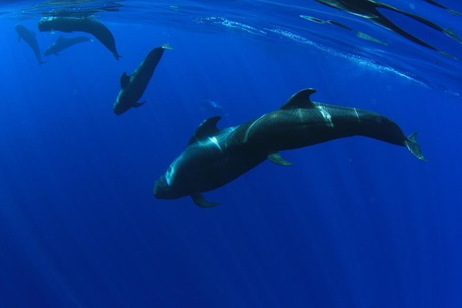 5 hr watching and listening whales and dolps. Visit Los Gigantes - Key points to know before booking