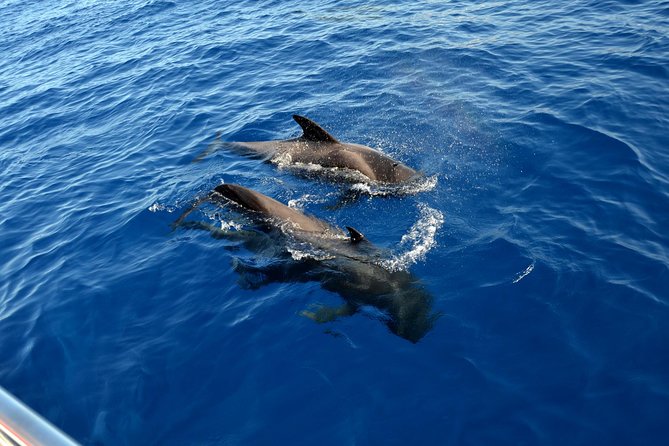5 hr watching and listening whales and dolps. Visit Los Gigantes - Timing, cancellation, and small planning details