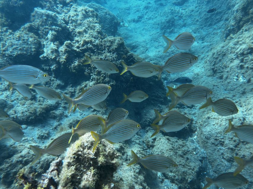 Abades: Guided Snorkeling Tour with Photos - Who should book the Playa Abades snorkeling tour?
