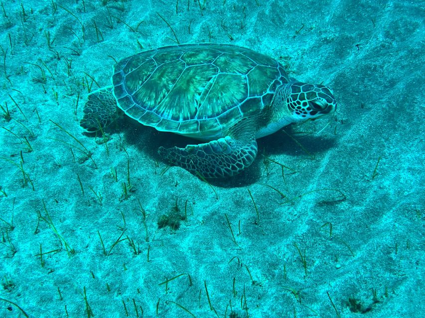 Abades: Guided Snorkeling Tour with Photos - A two-hour outing with time to learn the water