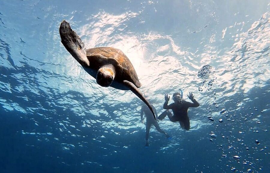 Abades: Tenerife Turtles and Rays Snorkeling Trip - Is the turtle and ray snorkeling trip worth booking?