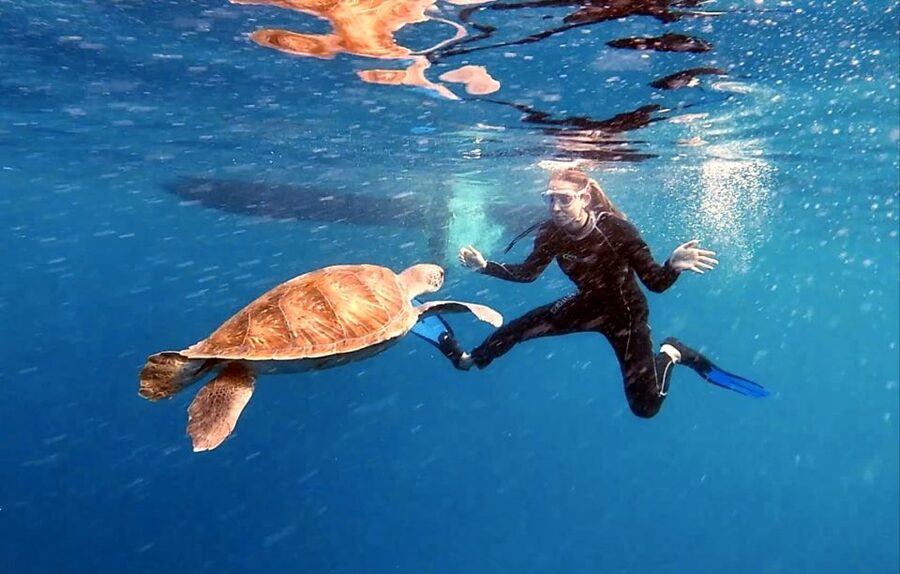 Abades: Tenerife Turtles and Rays Snorkeling Trip - What the Tenerife turtle snorkeling trip is really about
