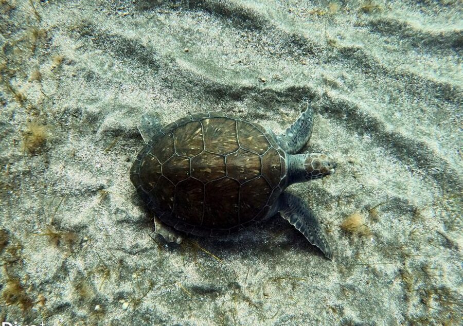 Abades: Tenerife Turtles and Rays Snorkeling Trip - Why the guide makes a difference for beginners