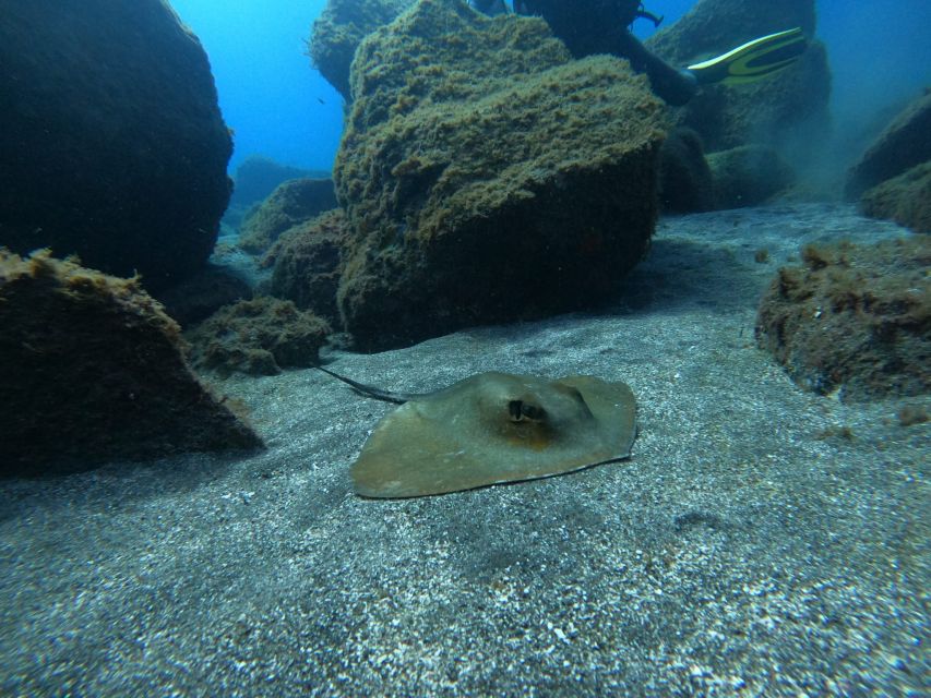 Abades: Tenerife Turtles and Rays Snorkeling Trip - A small group keeps the outing personal