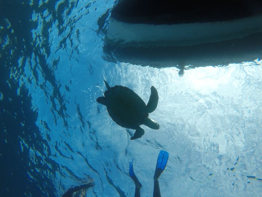 Abades: Tenerife Turtles and Rays Snorkeling Trip - What is included for $63