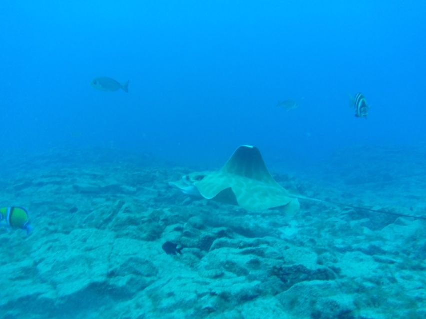 Abades: Tenerife Turtles and Rays Snorkeling Trip - Who should book this experience