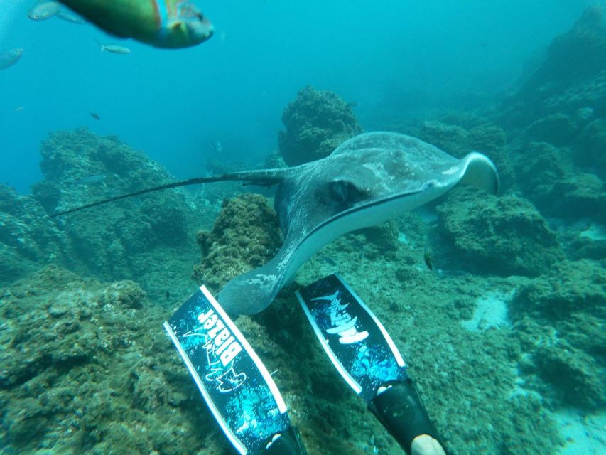 Abades: Tenerife Turtles and Rays Snorkeling Trip - Practical details that can save you trouble