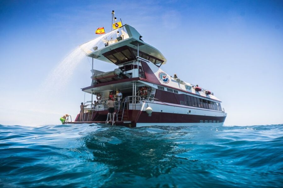 Adeje: Whale and Dolphin Watching Cruise with Lunch and Swim - What this Adeje whale cruise is really like