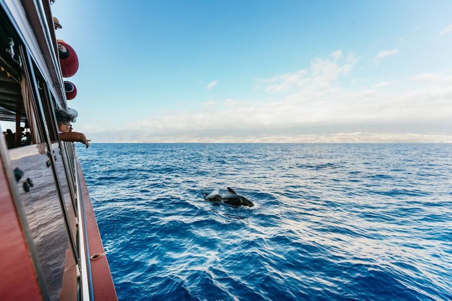 Adeje: Whale and Dolphin Watching Cruise with Lunch and Swim - Watching whales in the Teno-Rasca sanctuary