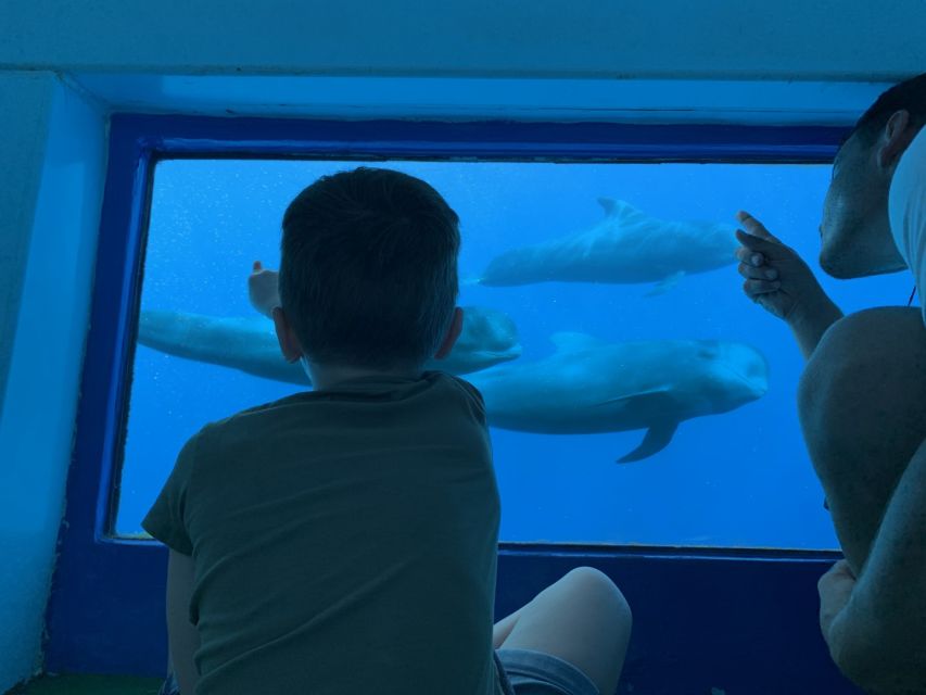 Adeje: Whale and Dolphin Watching Cruise with Lunch and Swim - Choosing between Diego Hernandez and Los Gigantes