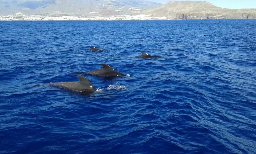 Adeje: Whale Watching Tour to Los Gigantes with lunch & swim - From Puerto Colón to the open Atlantic