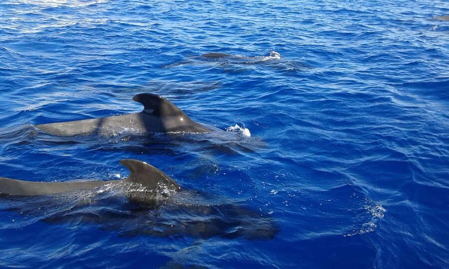 Adeje: Whale Watching Tour to Los Gigantes with lunch & swim - Los Gigantes from the sea