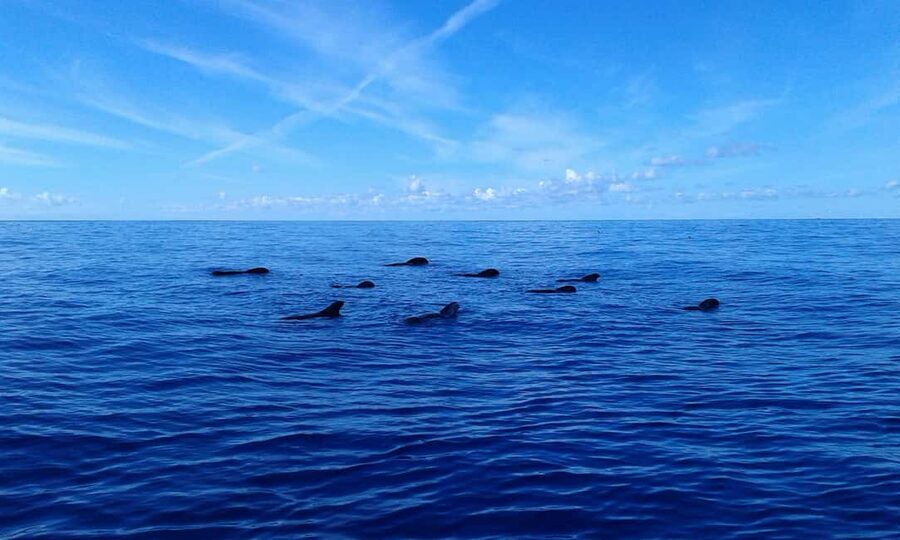Adeje: Whale Watching Tour to Los Gigantes with lunch & swim - The return along Tenerife’s southwest coast