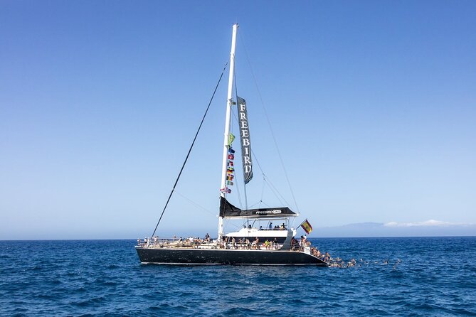 Adults Only Tenerife Freebird Whale Dolphin Catamaran with Lunch - Key points to know before booking