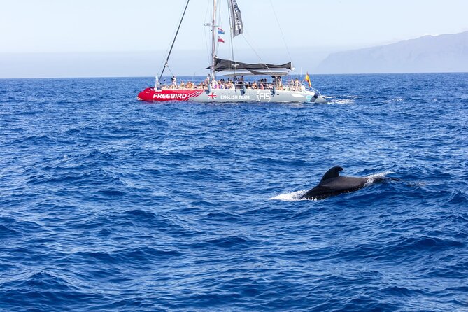 Adults Only Tenerife Freebird Whale Dolphin Catamaran with Lunch - Who will enjoy this catamaran most?