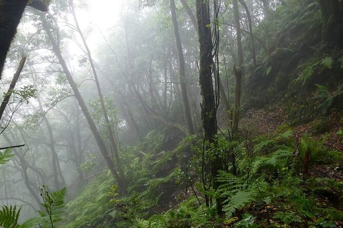 ANAGA: VIP tour: Forests, Peaks and Sea. - Anaga in a Half Day: Forest, Peaks, and Sea