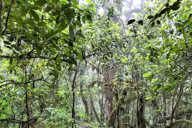 ANAGA: VIP tour: Forests, Peaks and Sea. - Timing, Weather, and Practical Limits