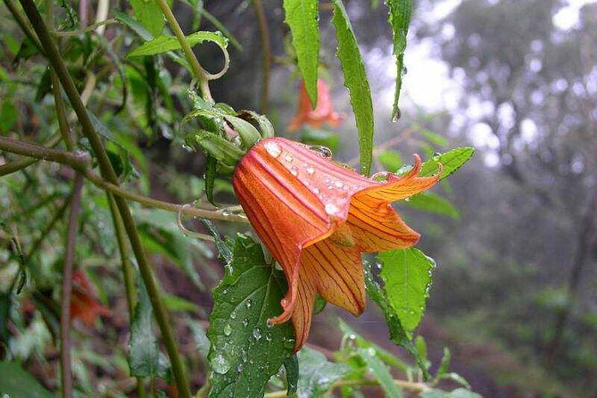 ANAGA: VIP tour: Forests, Peaks and Sea. - Who Should Book the Anaga VIP Tour?